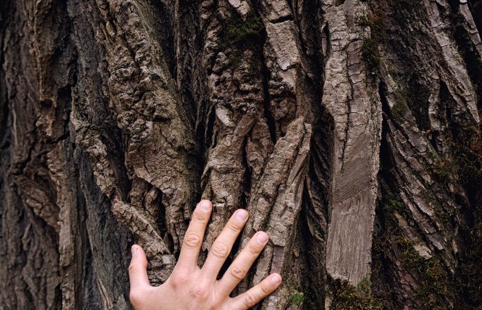 Hands of adult man and small child touching old bark on huge oak tree trunk. Love and protect nature concept. Green eco-friendly lifestyle. Vertical.